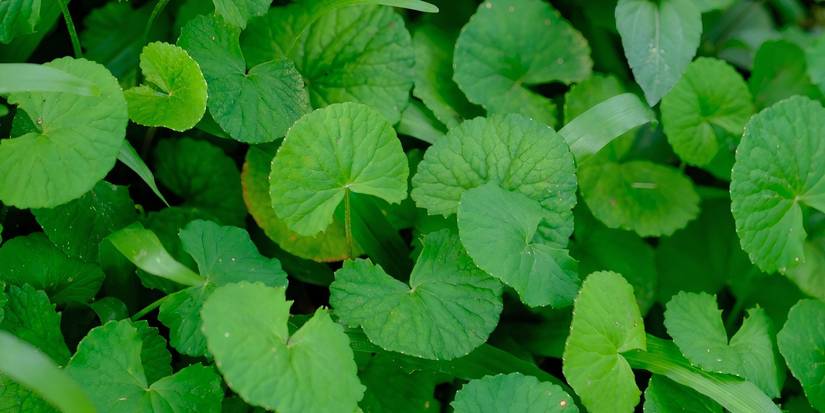 Spade leaf plant in the garden