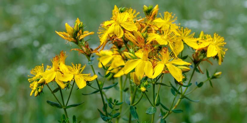 St John'swoort plant