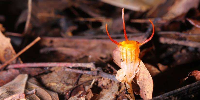 Fairy Lantern: The Flower That Vanished for 150 Years and Returned