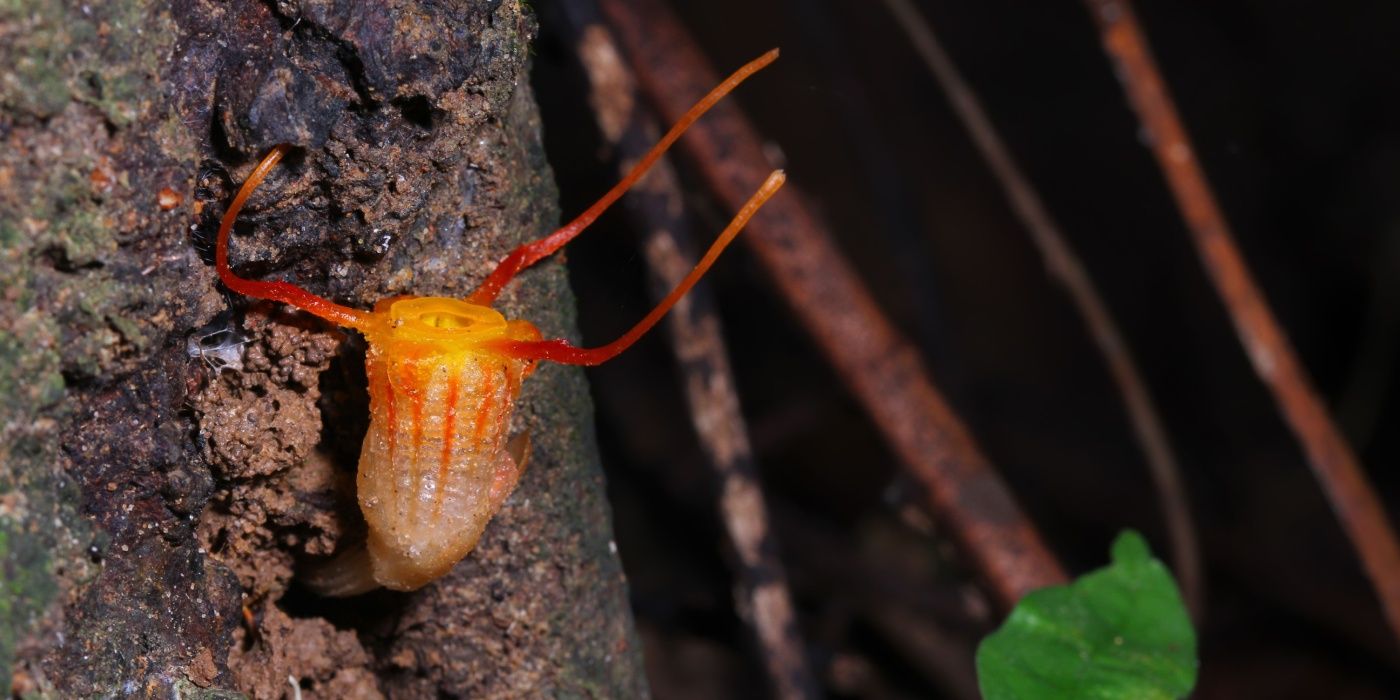 Fairy Lantern: The Flower That Vanished for 150 Years and Returned