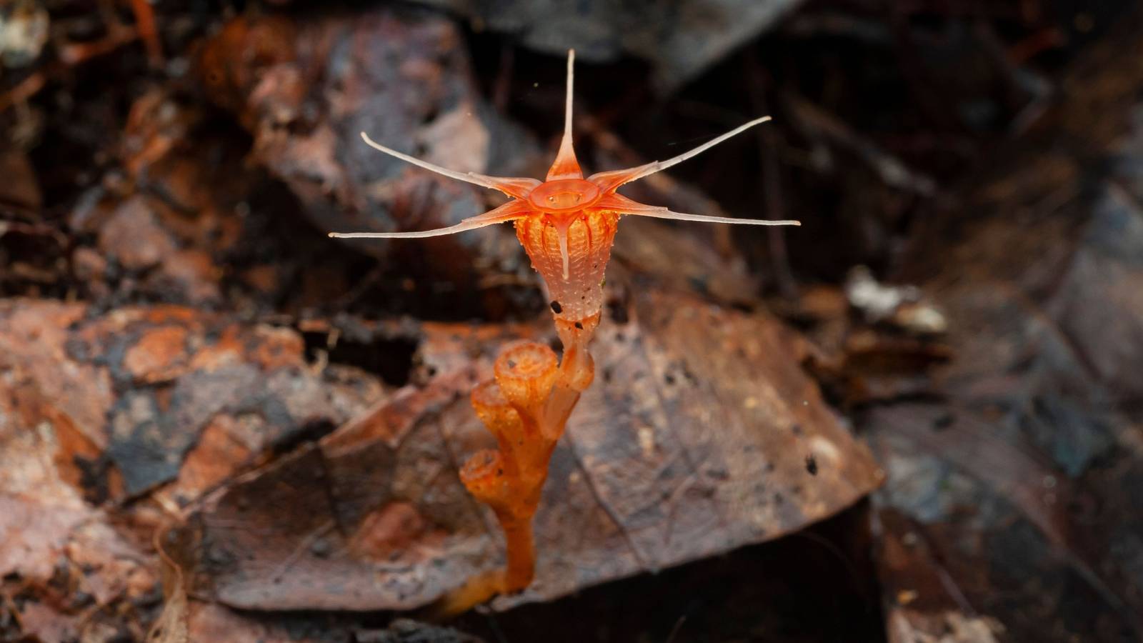 Fairy Lantern: The Flower That Vanished for 150 Years and Returned