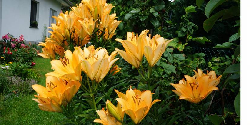 5 Plants to Leave Alone in Fall: The Art of Gardening Restraint
