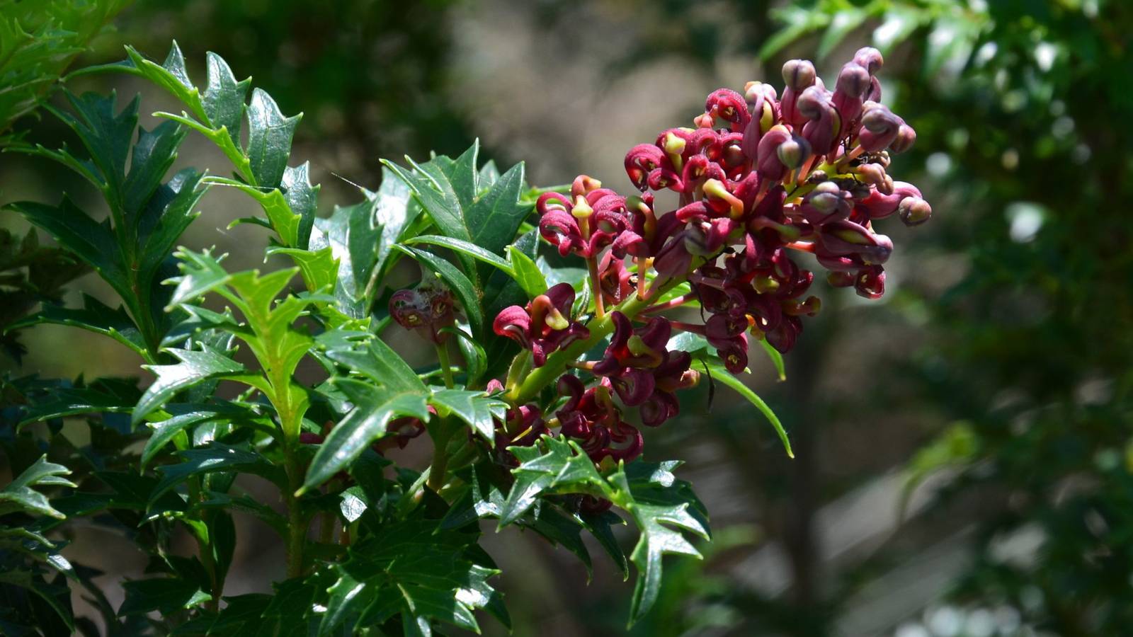 Kings Holly: The Ancient Tasmanian Plant That Lives 100,000 Years