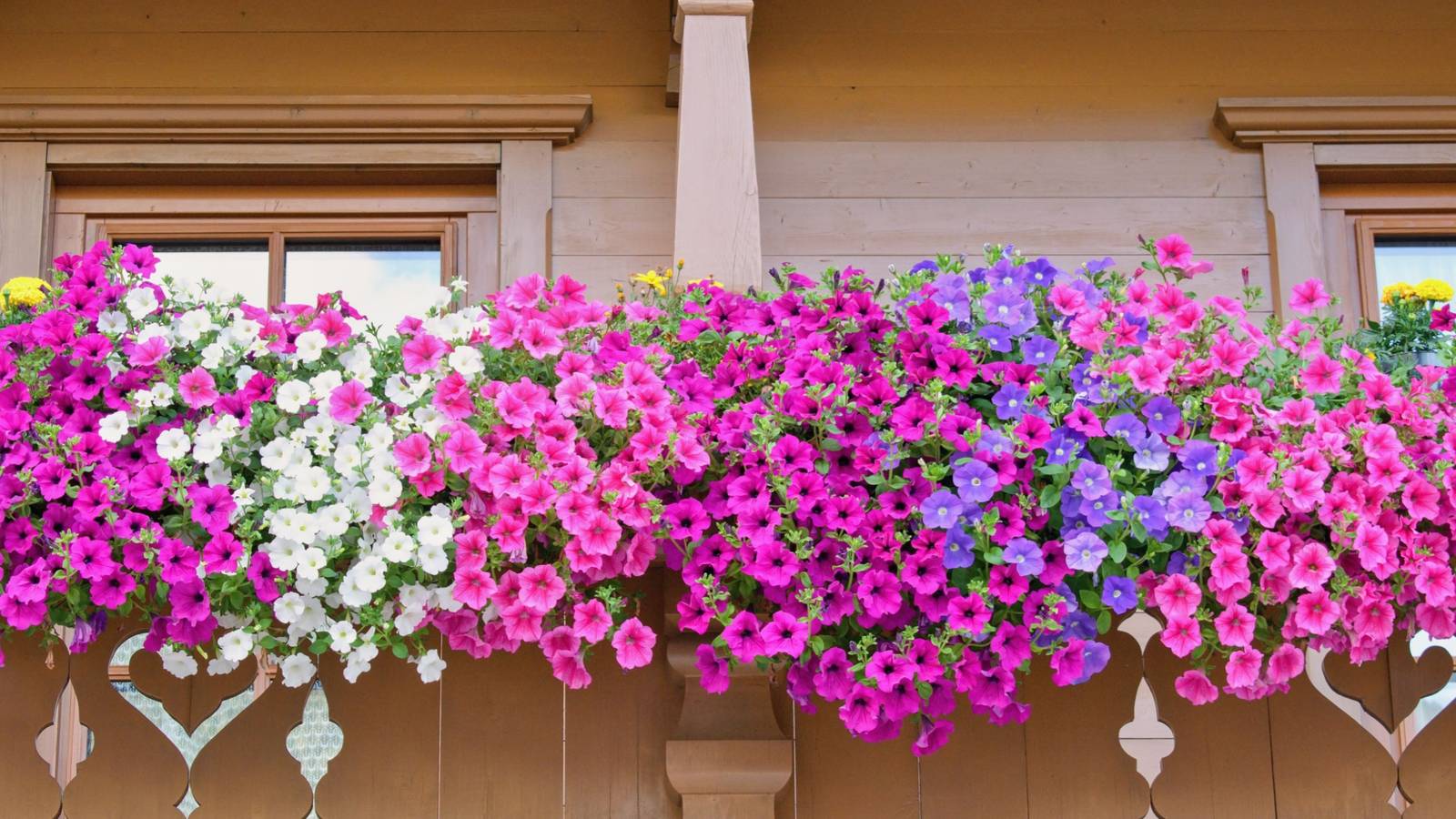 A Beginner's Guide to Growing Plants in Railing Planters