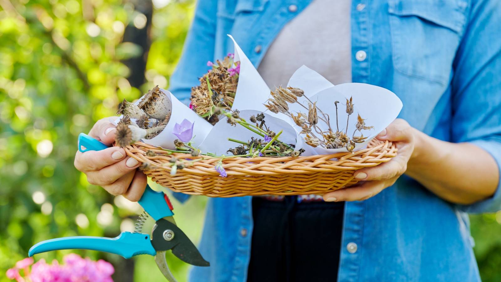 Surprising Ways to Find Free Seeds for Your Garden