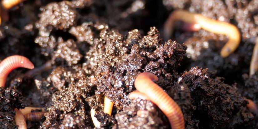 Worm Farming 101: Boost Soil Health and Reduce Waste