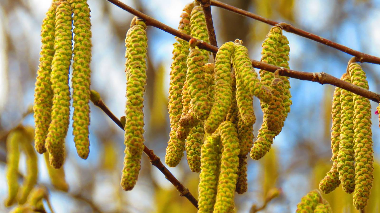 Five Fascinating Flowers That Bloom Without Petals