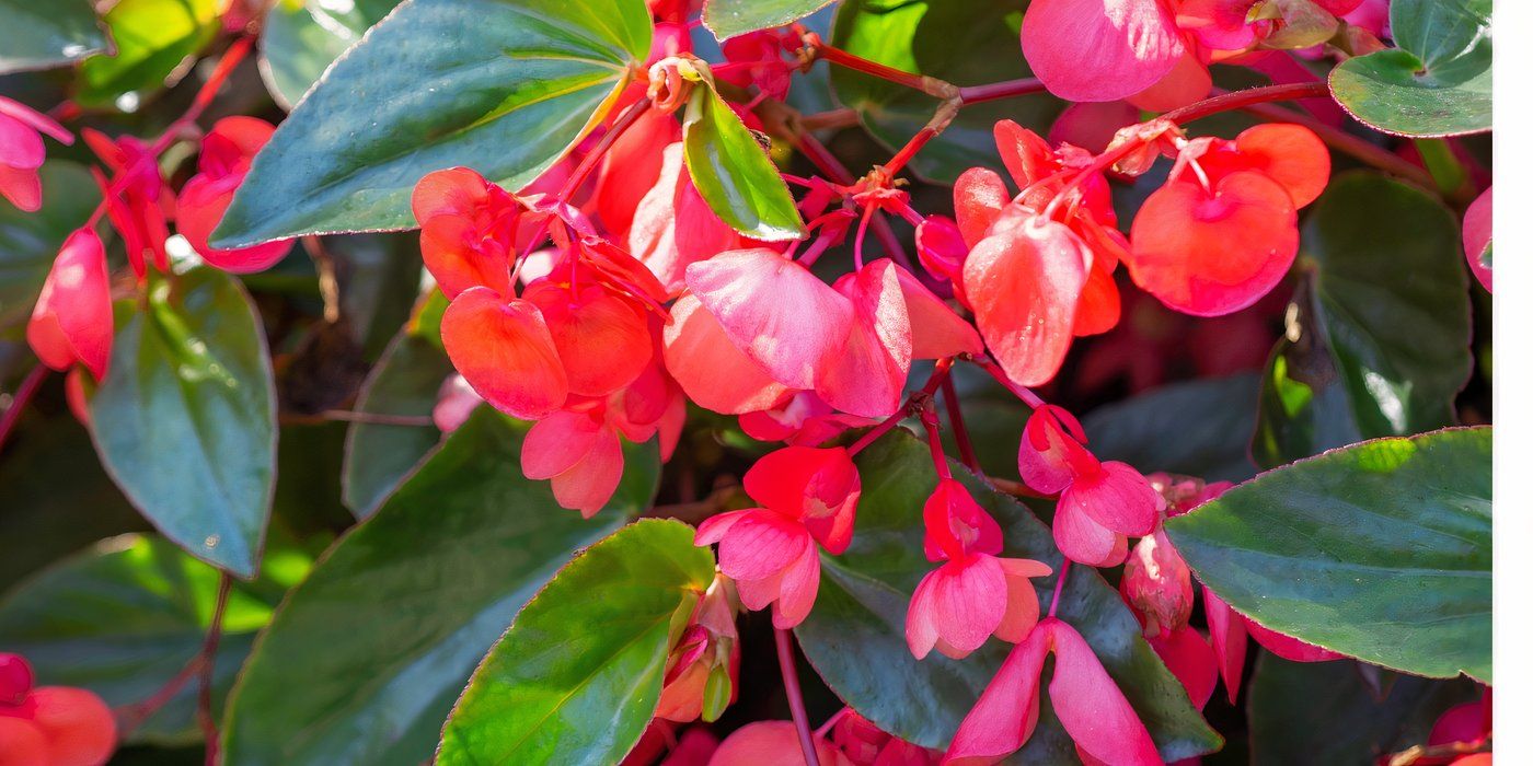 7 Stunning Begonia Varieties to Brighten Your Garden