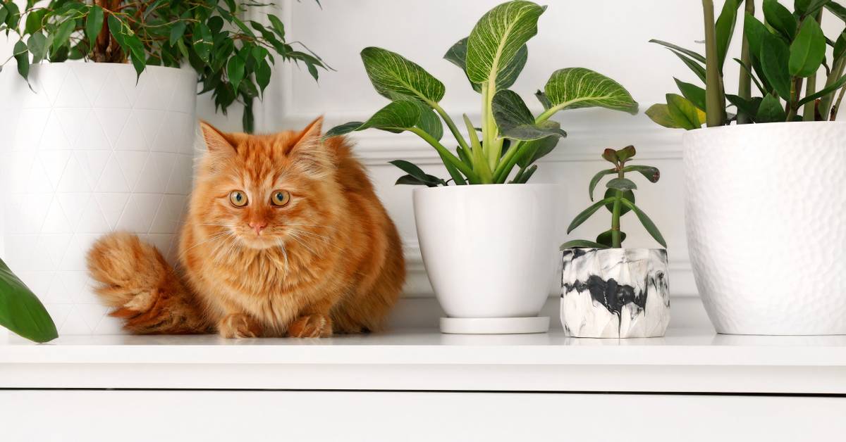 Pet-Friendly Indoor Gardening: Coexisting with Toxic Houseplants