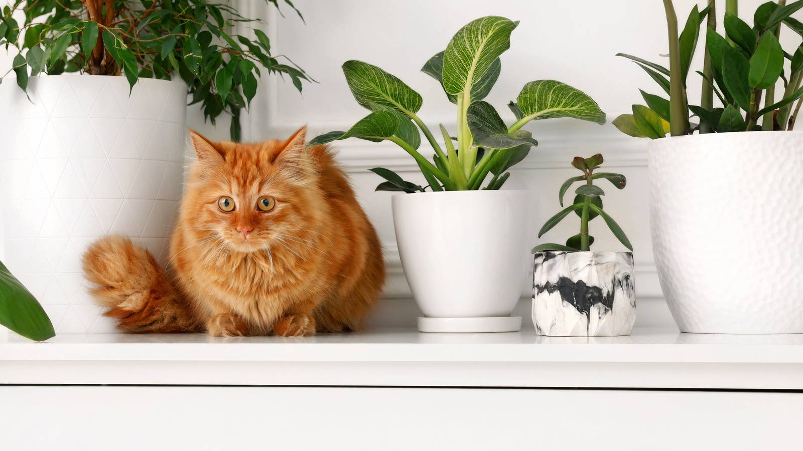 Pet-Friendly Indoor Gardening: Coexisting with Toxic Houseplants