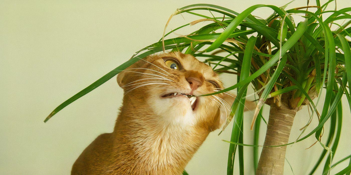 Pet Friendly Ponytail Palm And Cats Cat-Friendly Houseplants Your Feline  Will Love To Nibble