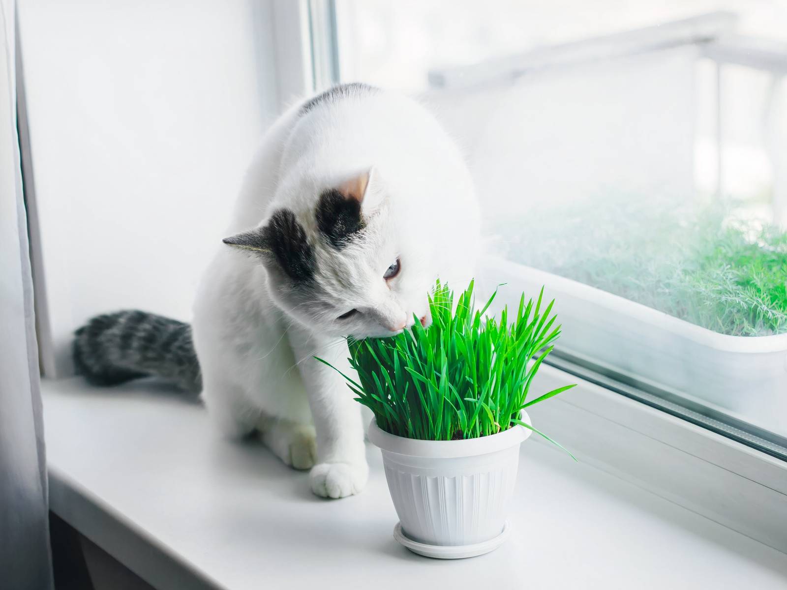 7 Cat-Friendly Houseplants Your Feline Will Love to Nibble