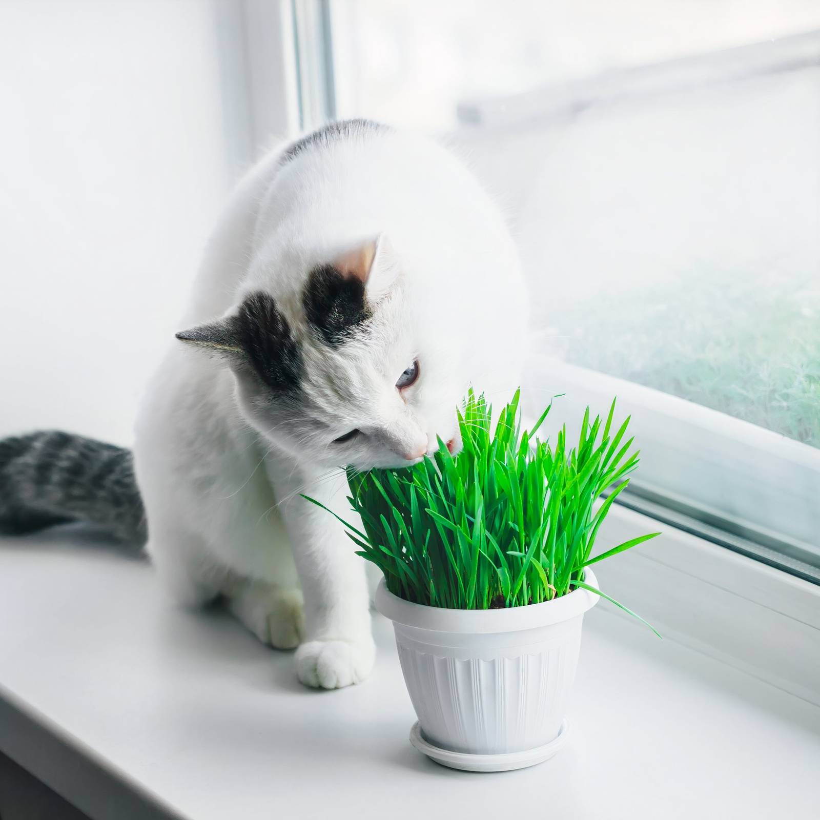 7 Cat-Friendly Houseplants Your Feline Will Love to Nibble