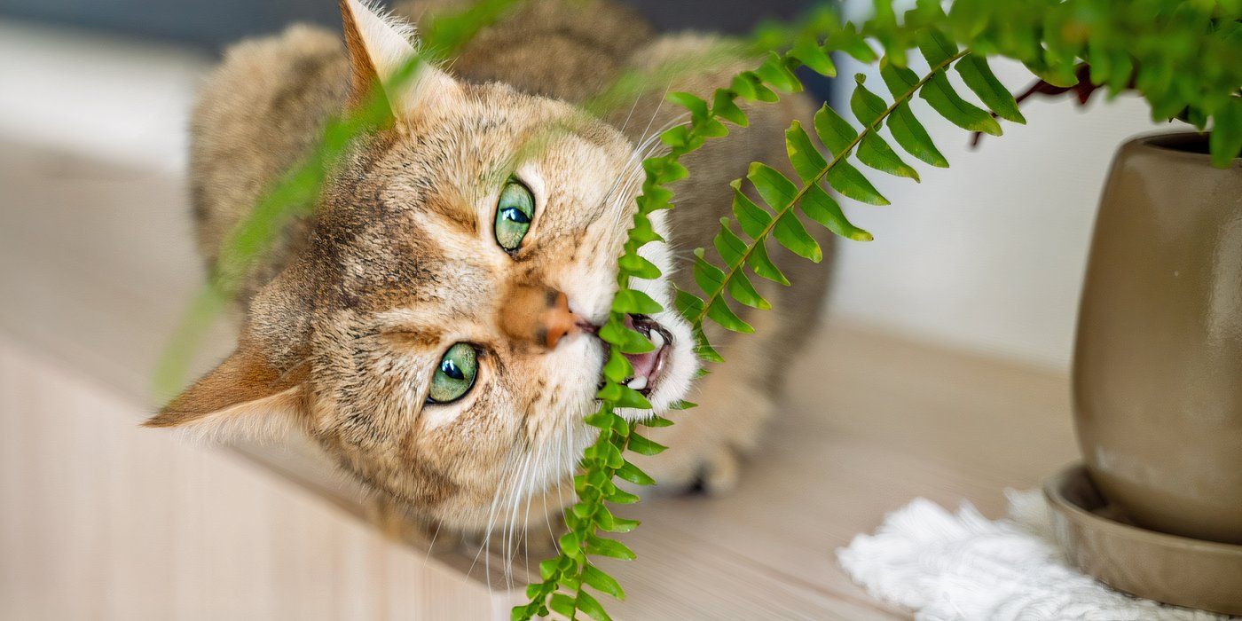 7 Cat-Friendly Houseplants Your Feline Will Love to Nibble