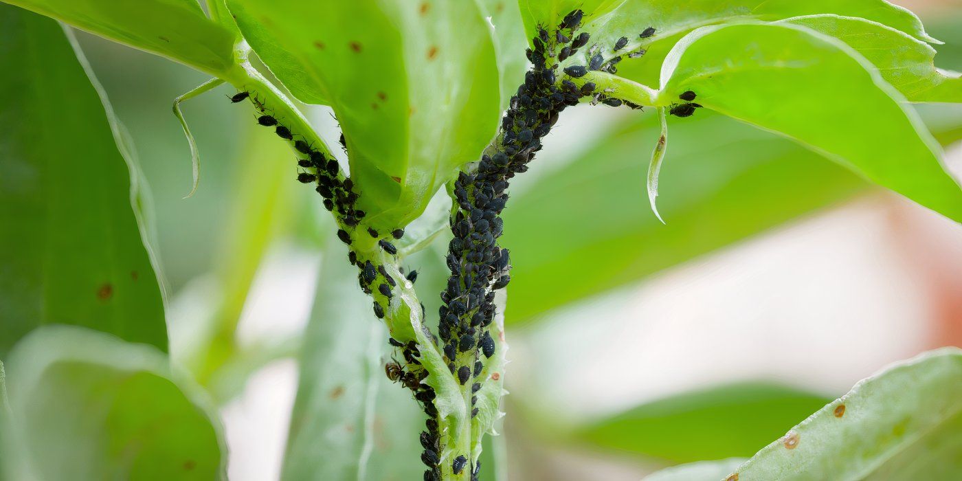 The Hidden Dangers of Fast Growing Plants in Your Garden