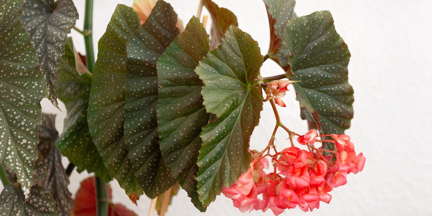 7 Stunning Begonia Varieties to Brighten Your Garden