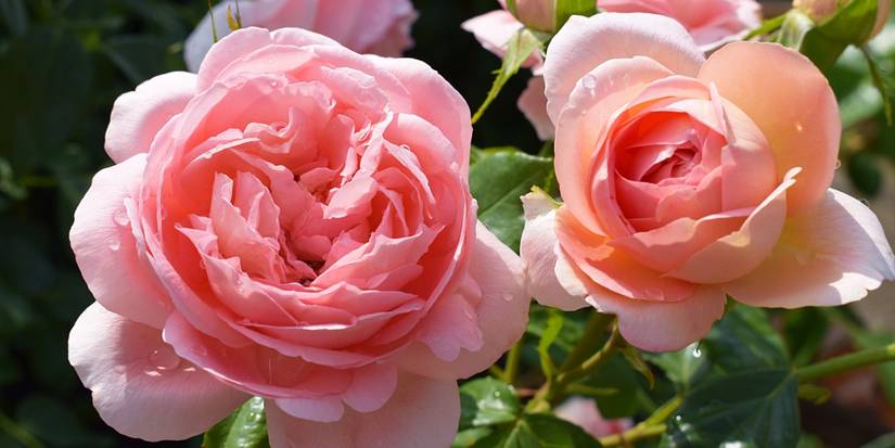 Ruffled Romance: The Rose That Won America’s Heart