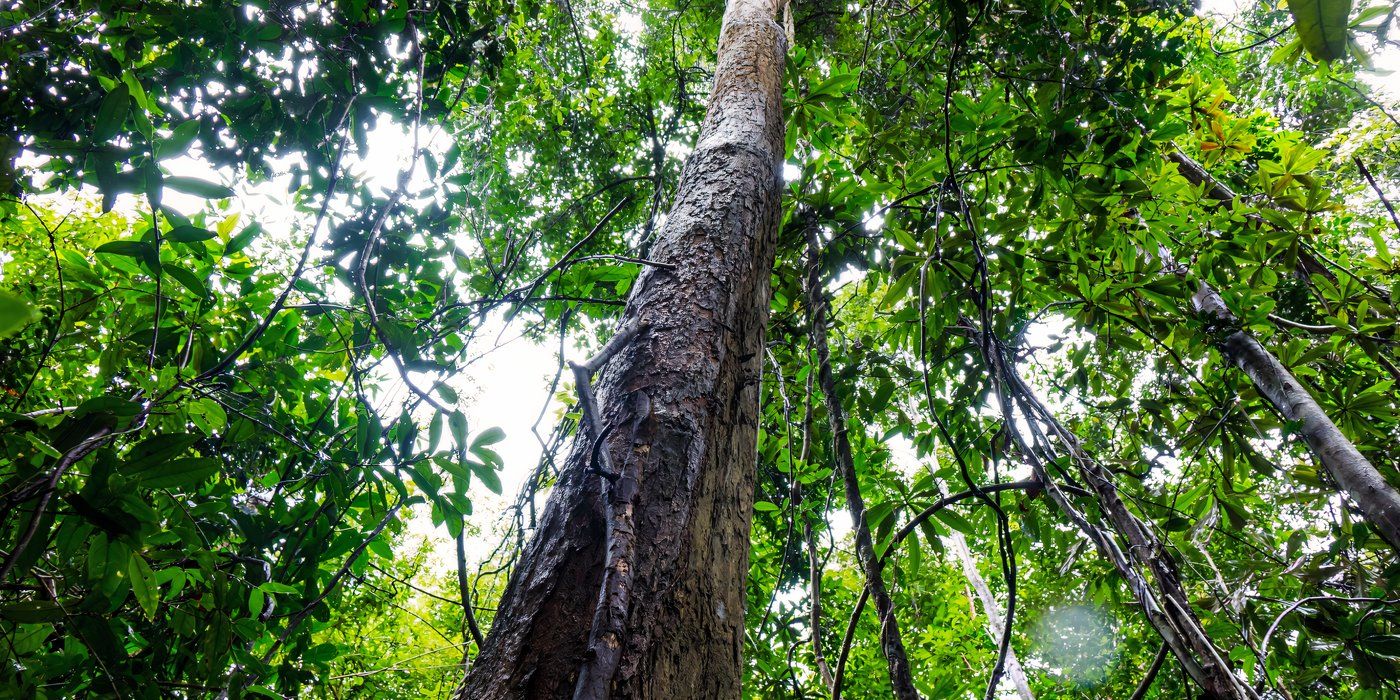 Rare Trees: The Soul of Musical Instruments