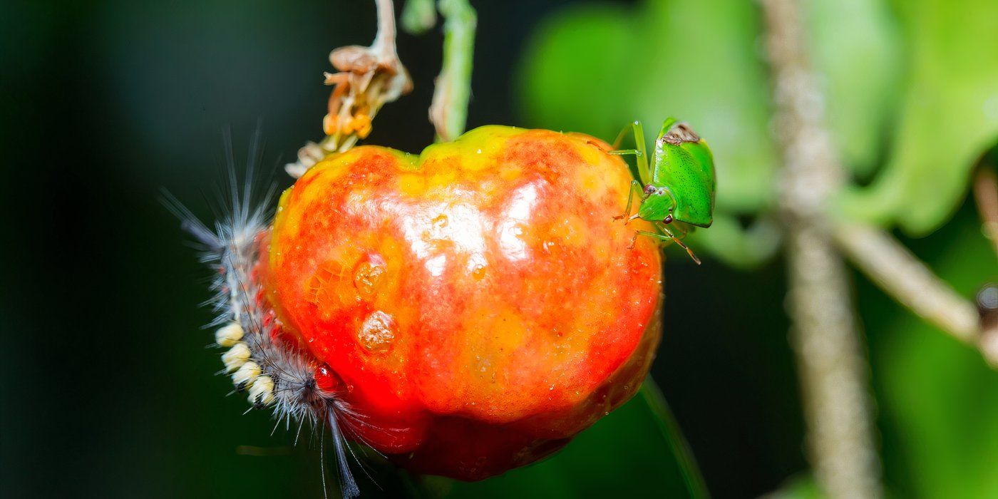 6 Biggest Threats to Your Almost-Ready Garden Harvest