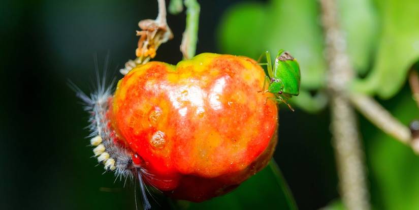 6 Biggest Threats to Your Almost-Ready Garden Harvest