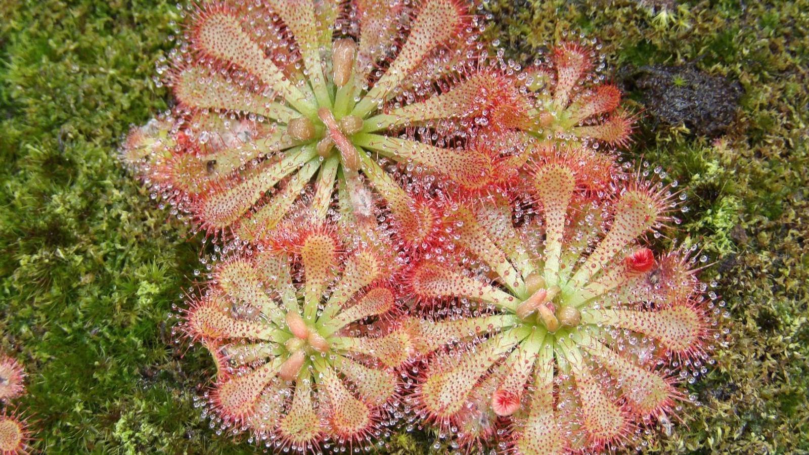 Explore Nature s Predators At The Carnivorous Plant Show explore-nature-s-predators-at-the-carnivorous-plant-show