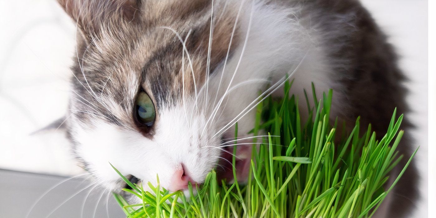 7 Cat-Friendly Houseplants Your Feline Will Love to Nibble
