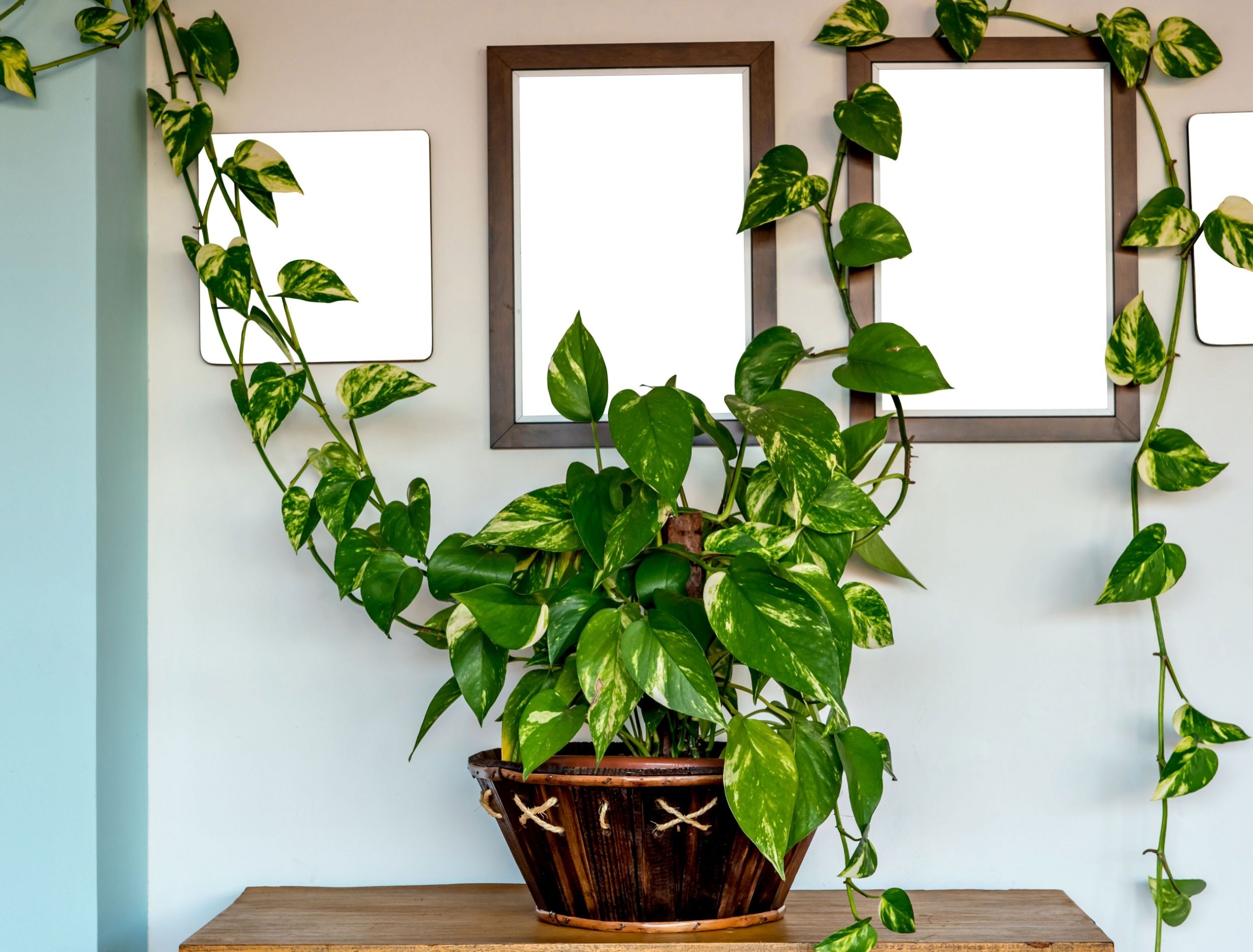 Devil's Ivy: The Angelic Houseplant That Brings Life to Every Room