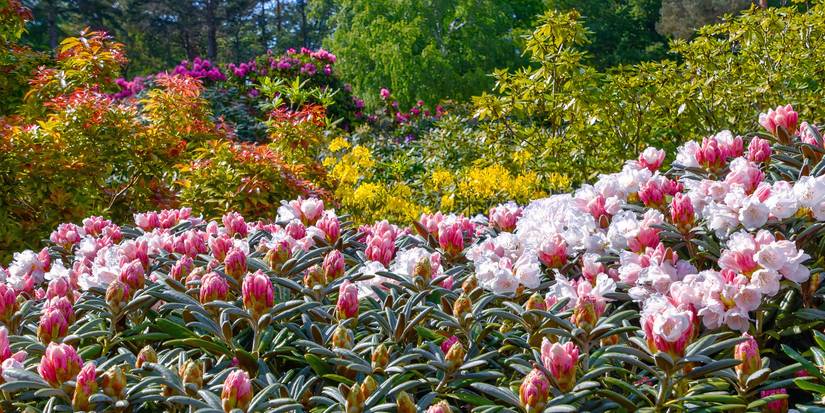 Rhododendrons: Bold Color and Structure for Your Landscape