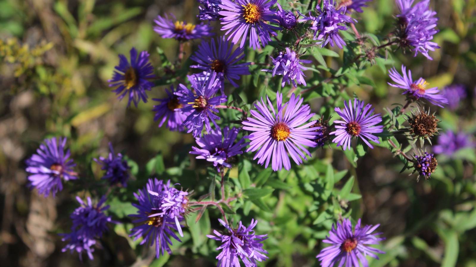 Romance in Bloom: 5 Fall Flowers That Capture the Heart