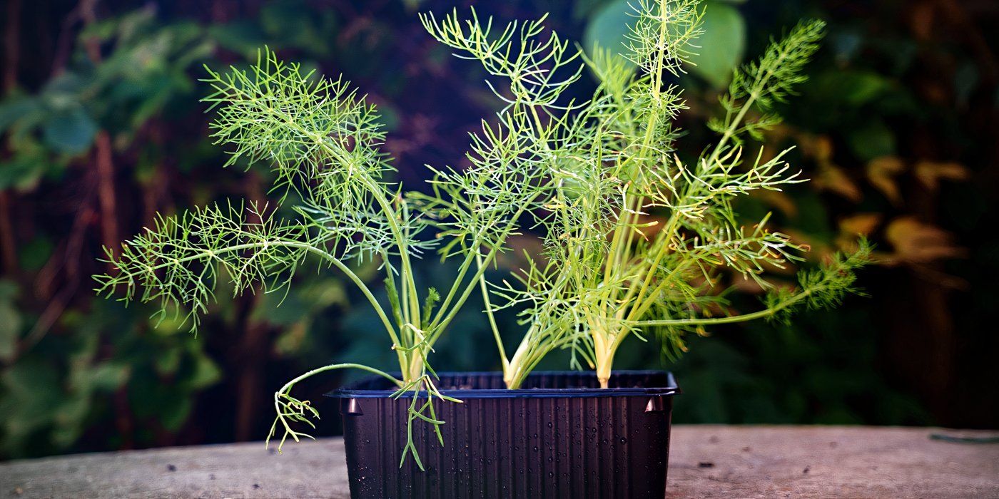 7 Houseplants That Naturally Repel Cockroaches