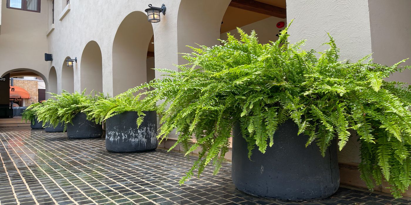 5 Prettiest Ferns That Bring Life and Luxury to Your Home