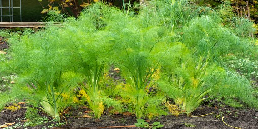 Funnel: The Beautiful Loner That Shapes Your Garden Design