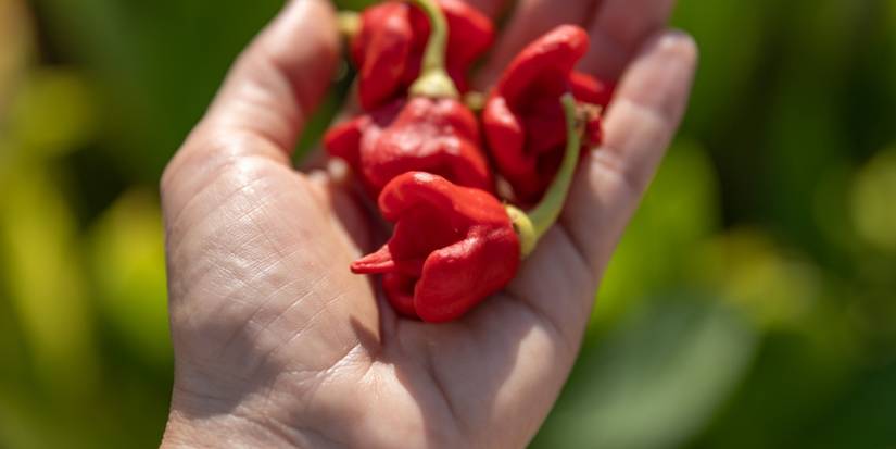 The Surprising Cooling Effect of Spicy Peppers Explained