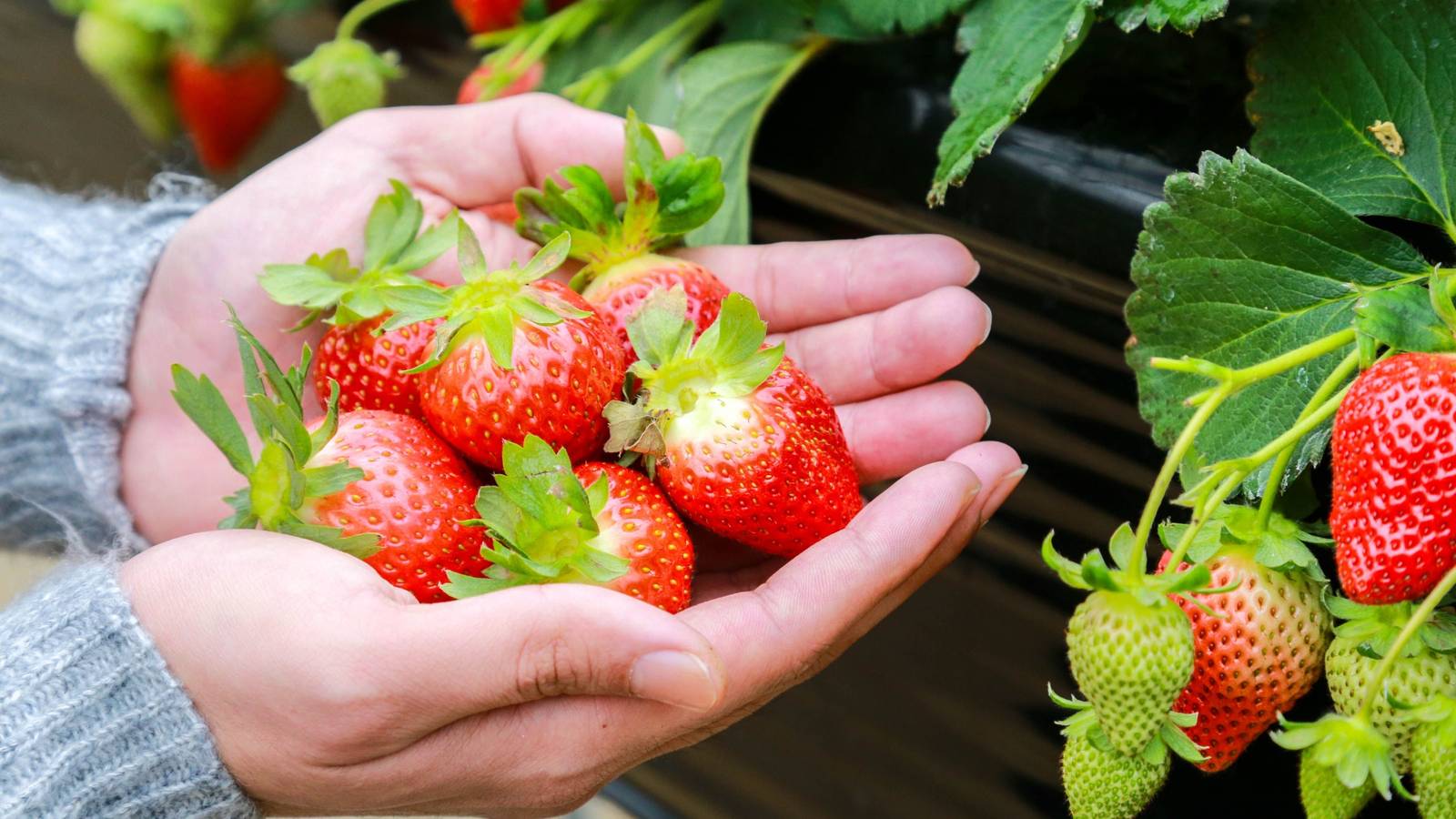 French Spy's Strawberry Smuggling Created Modern Berries