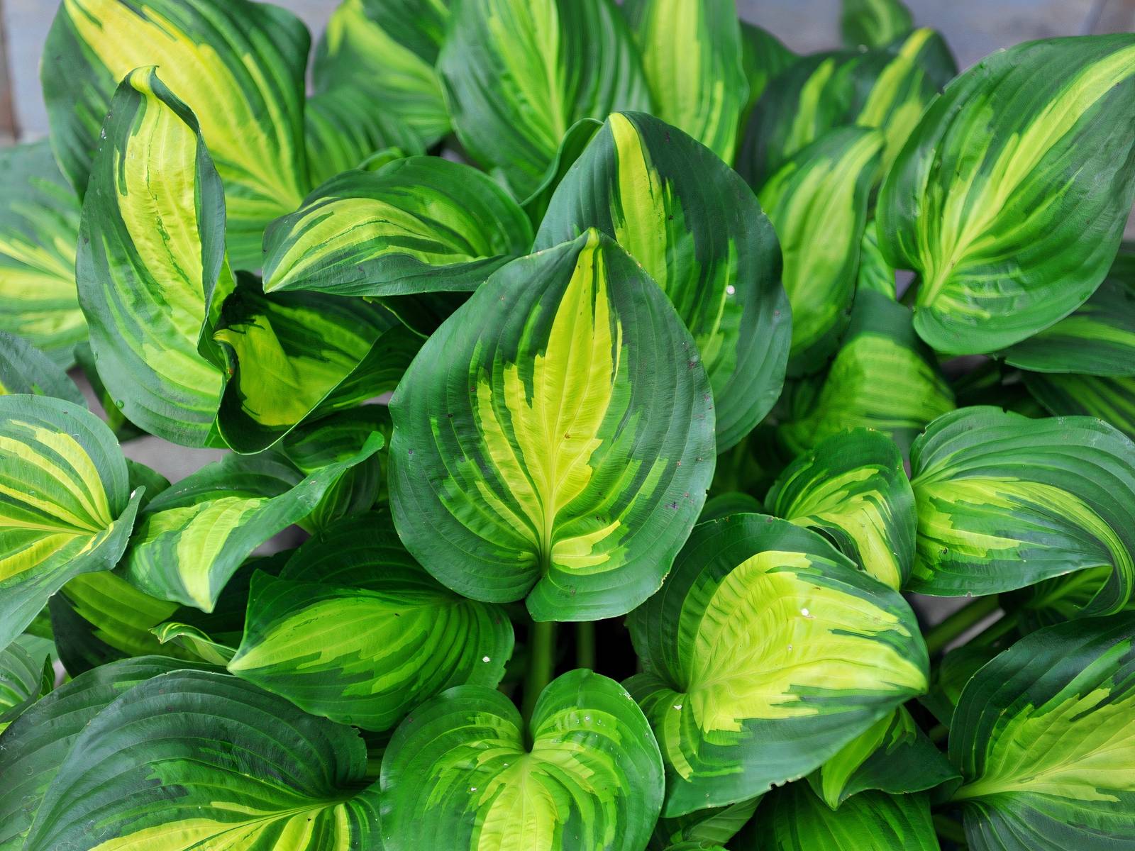 money tree large Money Tree Plant - 5 Inch Pot main image 1