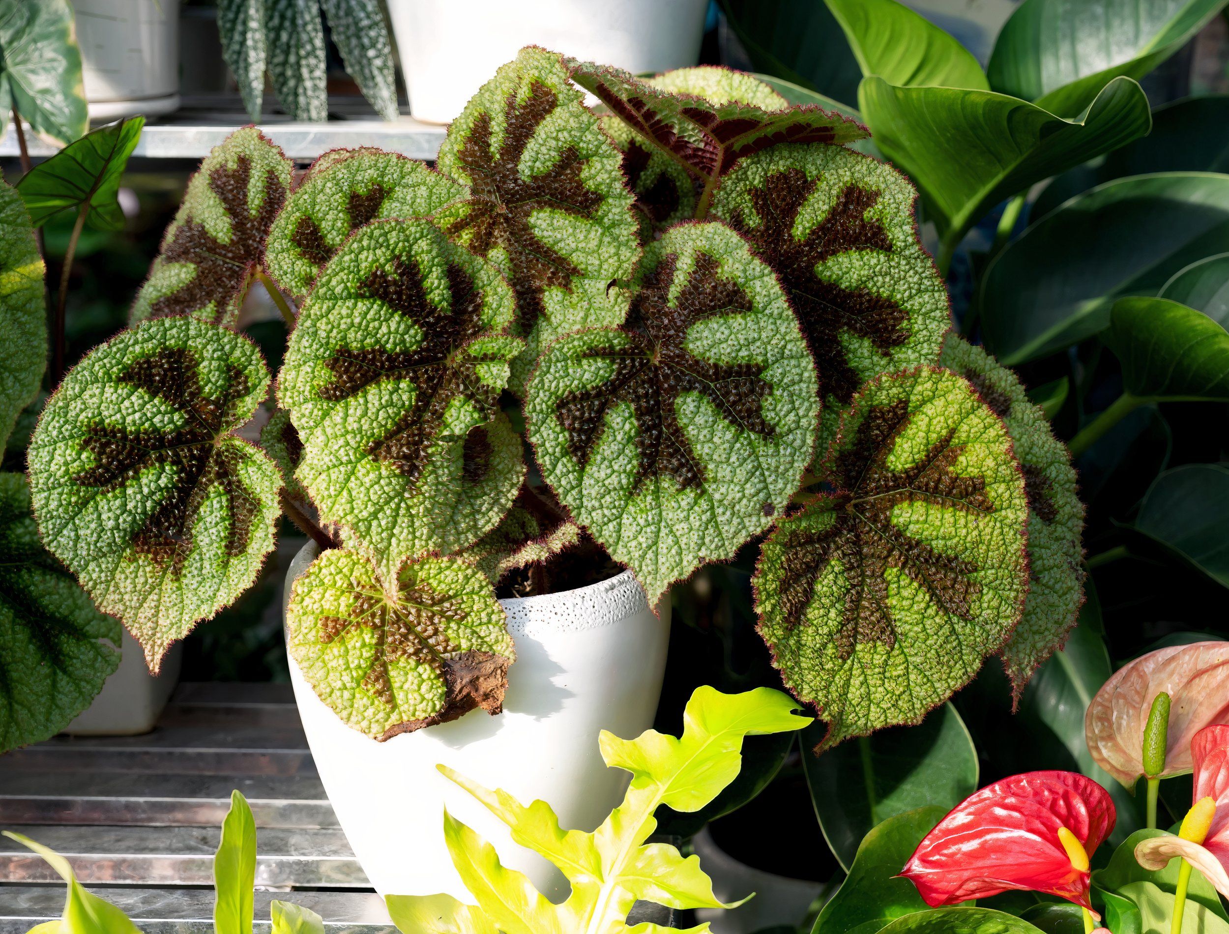 7 Stunning Begonia Varieties to Brighten Your Garden