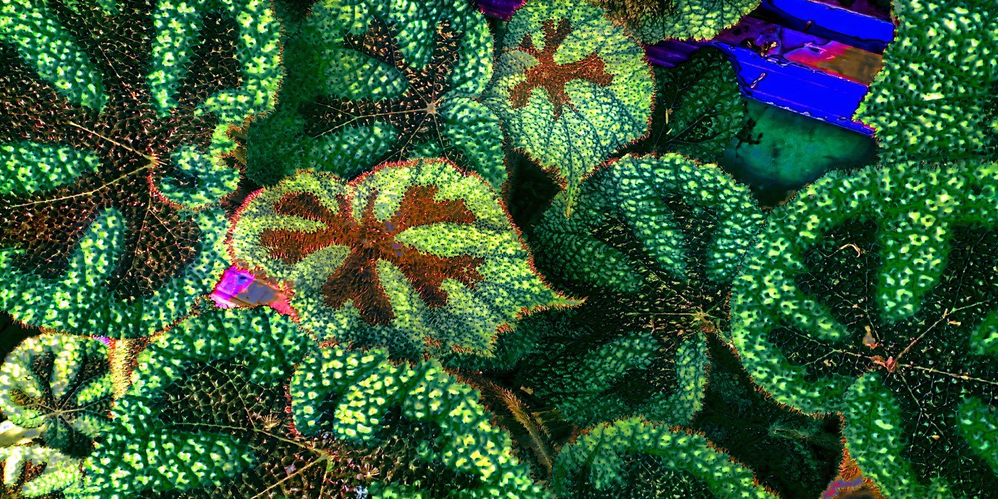 7 Stunning Begonia Varieties to Brighten Your Garden