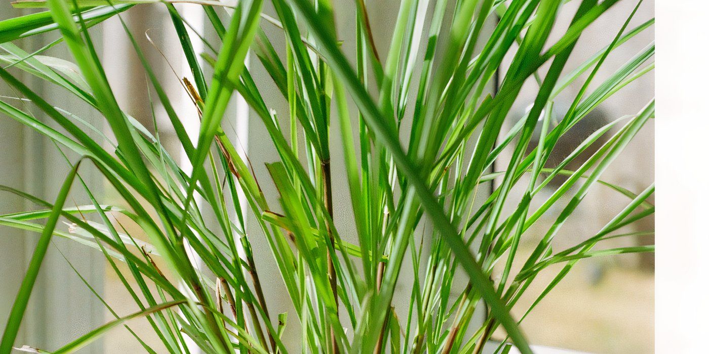 7 Houseplants That Naturally Repel Cockroaches