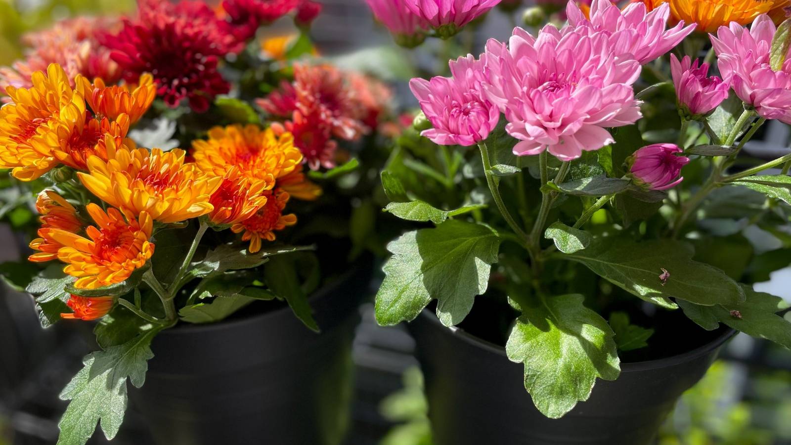 OU’s Homecoming Mums: 70 Years of Crimson and Cream Tradition