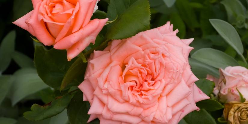Ruffled Romance: The Rose That Won America’s Heart