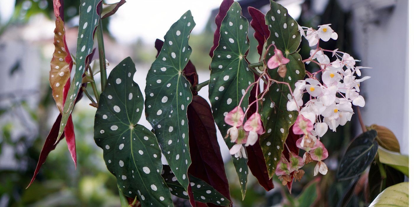 7 Stunning Begonia Varieties to Brighten Your Garden