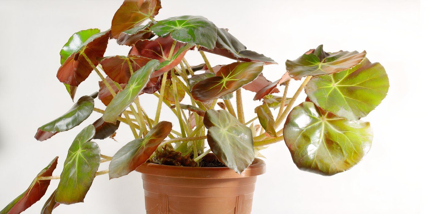 7 Stunning Begonia Varieties to Brighten Your Garden