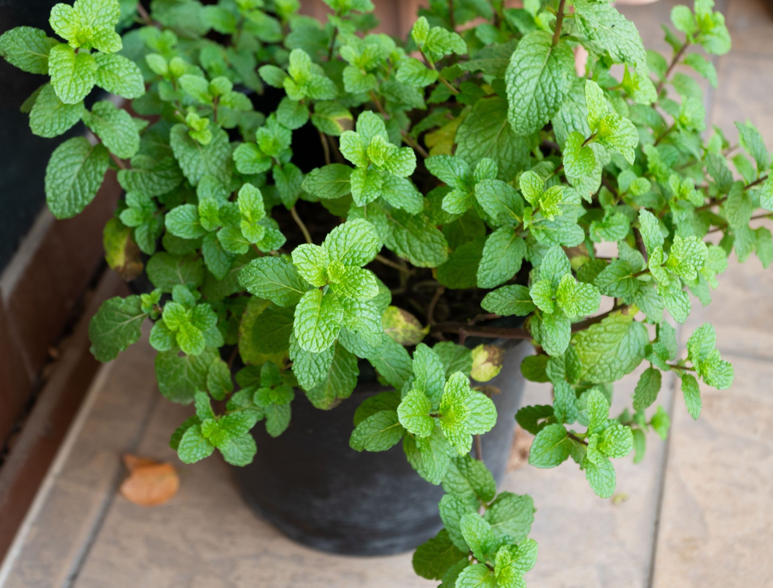 Mint Invasion: How to Control the Most Invasive Garden Herb