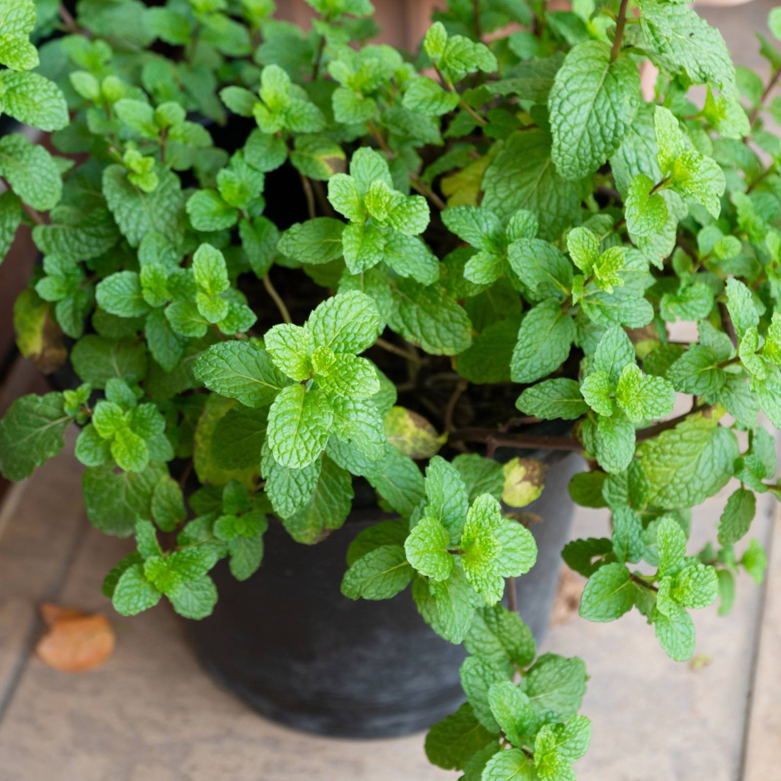 belle plante 8
