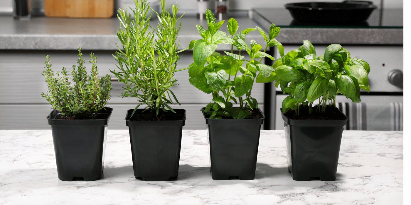 6 Creative Ways to Incorporate Herb Plants into Kitchen Decor