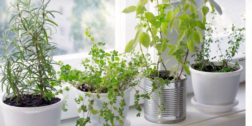 6 Creative Ways to Incorporate Herb Plants into Kitchen Decor