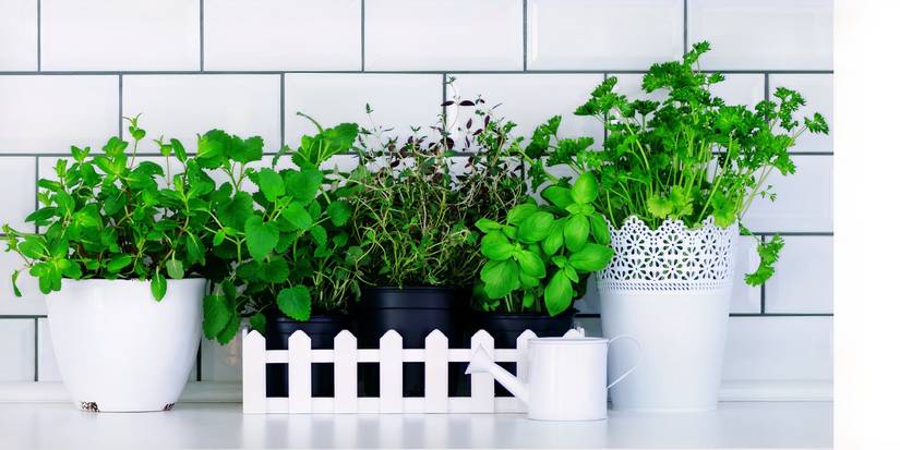 6 Creative Ways to Incorporate Herb Plants into Kitchen Decor