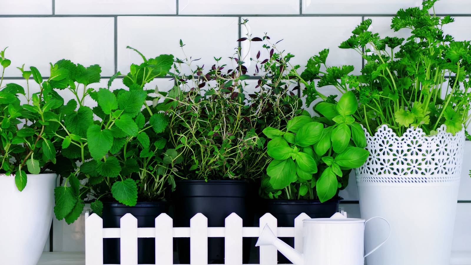 6 Creative Ways to Incorporate Herb Plants into Kitchen Decor
