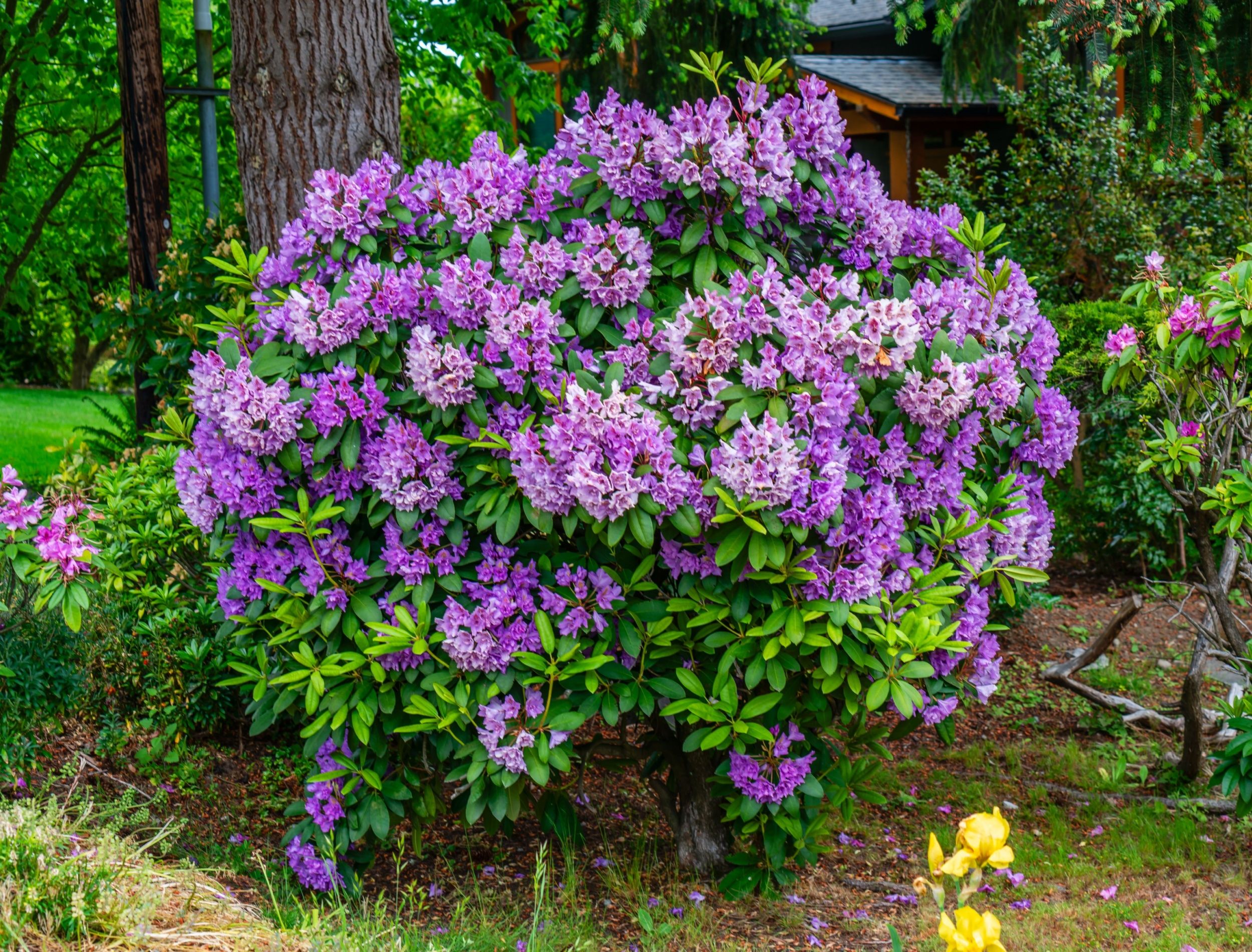 blaukorn für thuja geeignet Volldünger Blaukorn Classic 8-8-8 – TerraDomi Onlineshop main image 1