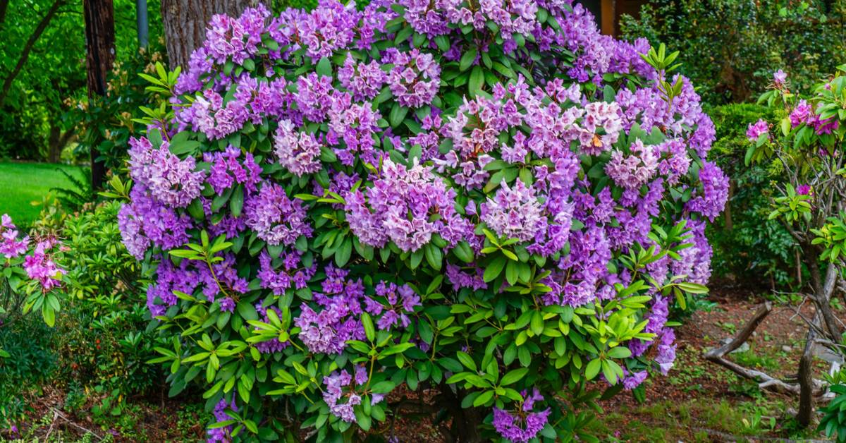 Rhododendrons: Bold Color and Structure for Your Landscape